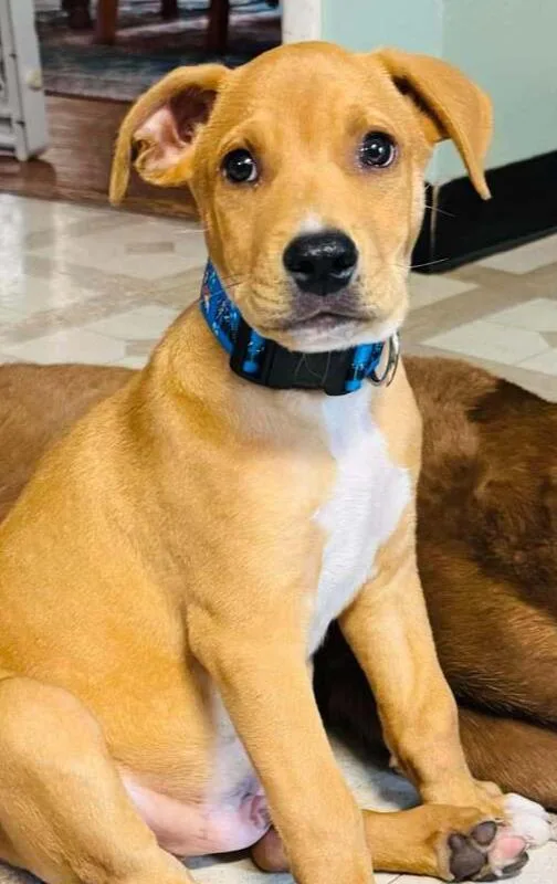 Toby