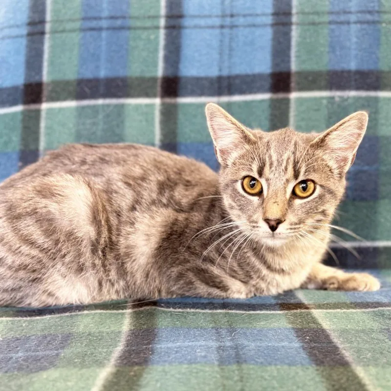A baby medium-sized male Gray / Blue / Silver Domestic Short Hair cat named Bob for adoption in Mount Juliet, TN