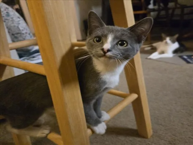 A baby medium-sized female Gray / Blue / Silver Domestic Short Hair cat named Roxana for adoption in Woodland, CA