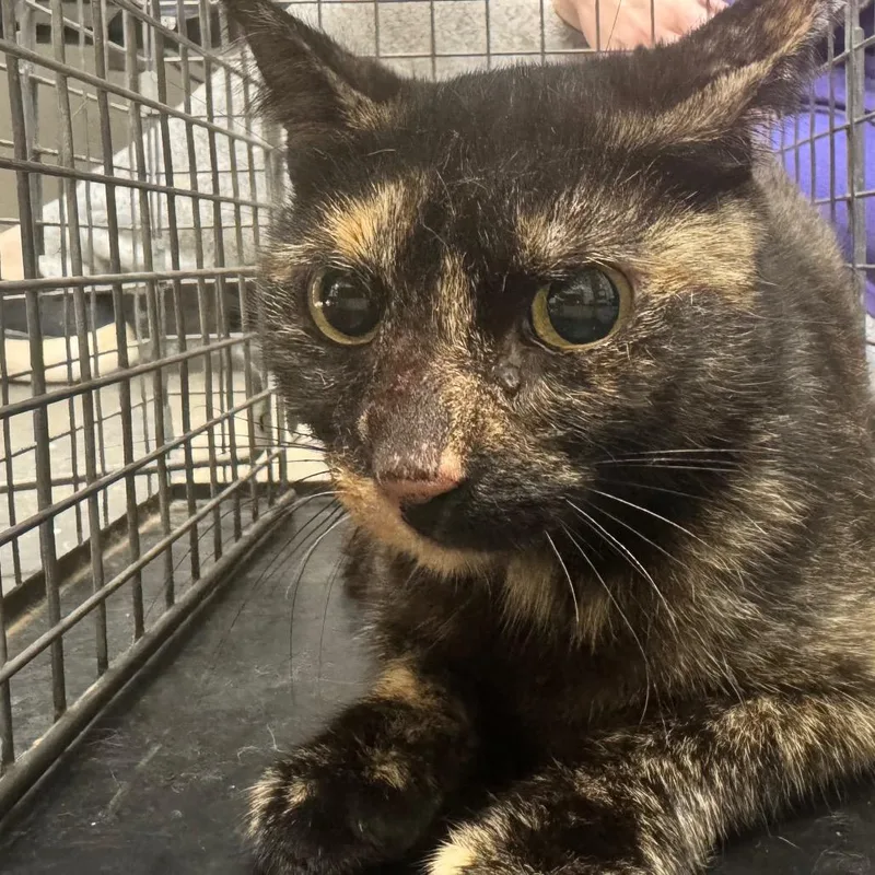 An adult medium-sized female Black Domestic Short Hair cat named Feral Cajun Corn for adoption in Columbiana, AL