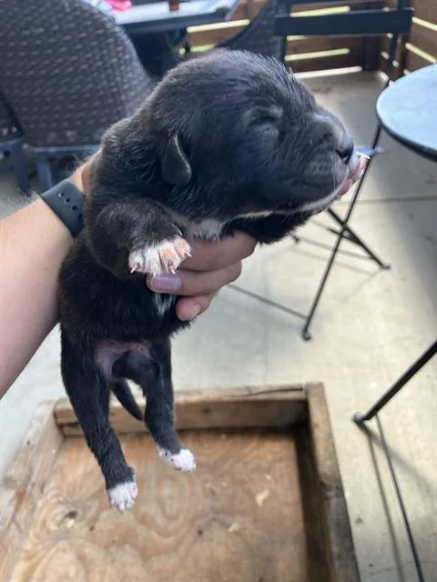 A baby large-sized male Mixed Breed dog named Steve for adoption in Dallas, TX