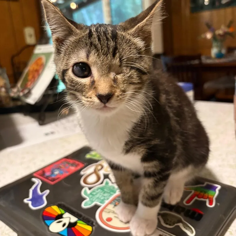A baby small-sized female Brown / Chocolate Domestic Short Hair cat named Toast TraintrackML for adoption in Tallahassee, FL