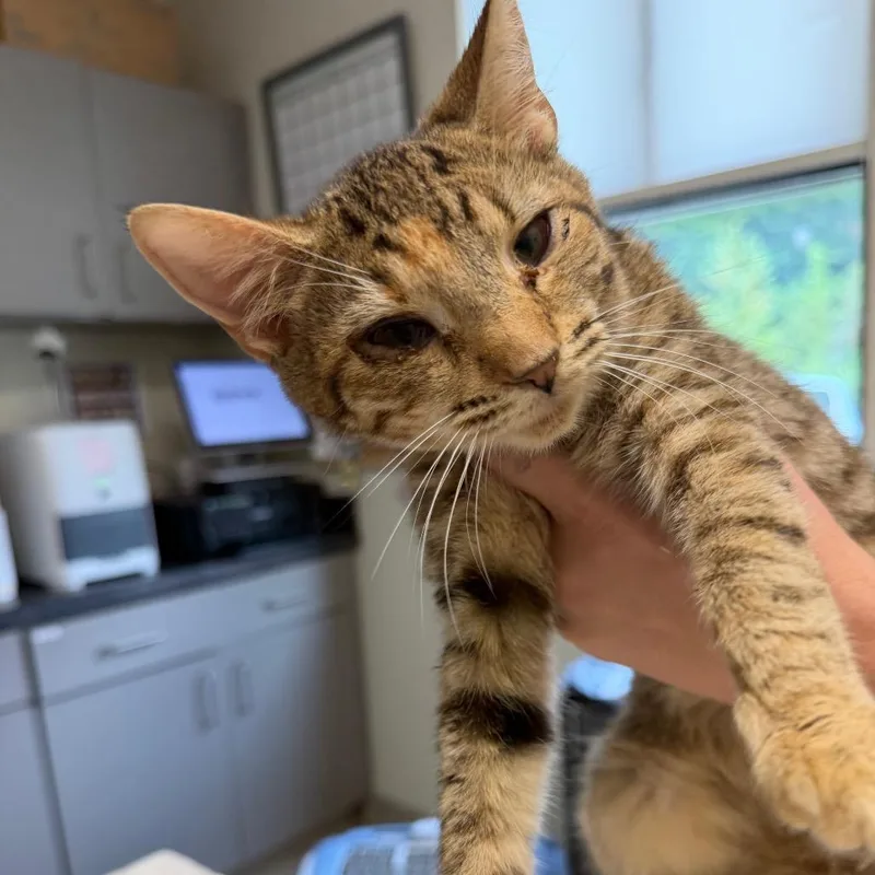A baby small-sized female Domestic Short Hair cat named Sunset for adoption in Red House, WV