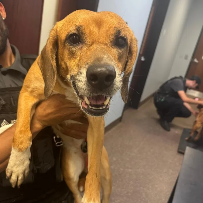 An adult medium-sized male Yellow / Tan / Blond / Fawn Mixed Breed dog named Buttons for adoption in Columbus, GA