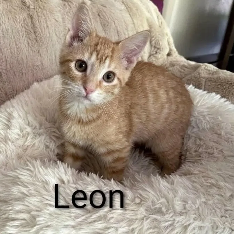 A baby medium-sized male Orange / Red Tabby cat named Leon for adoption in Wyandotte, MI