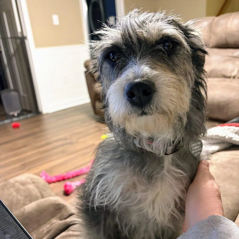 Clarabelle thumbnail 2