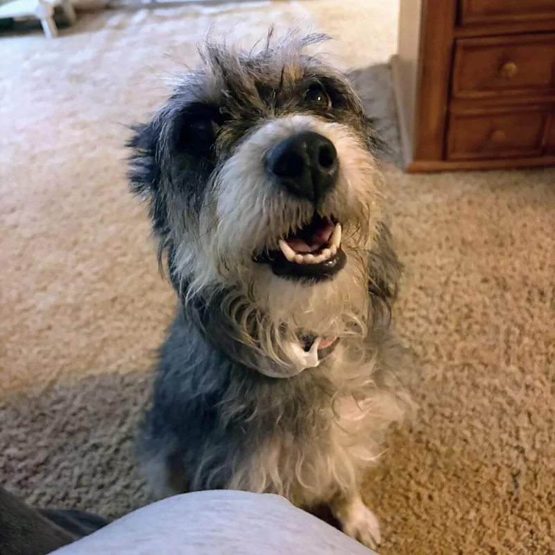 Clarabelle thumbnail 3