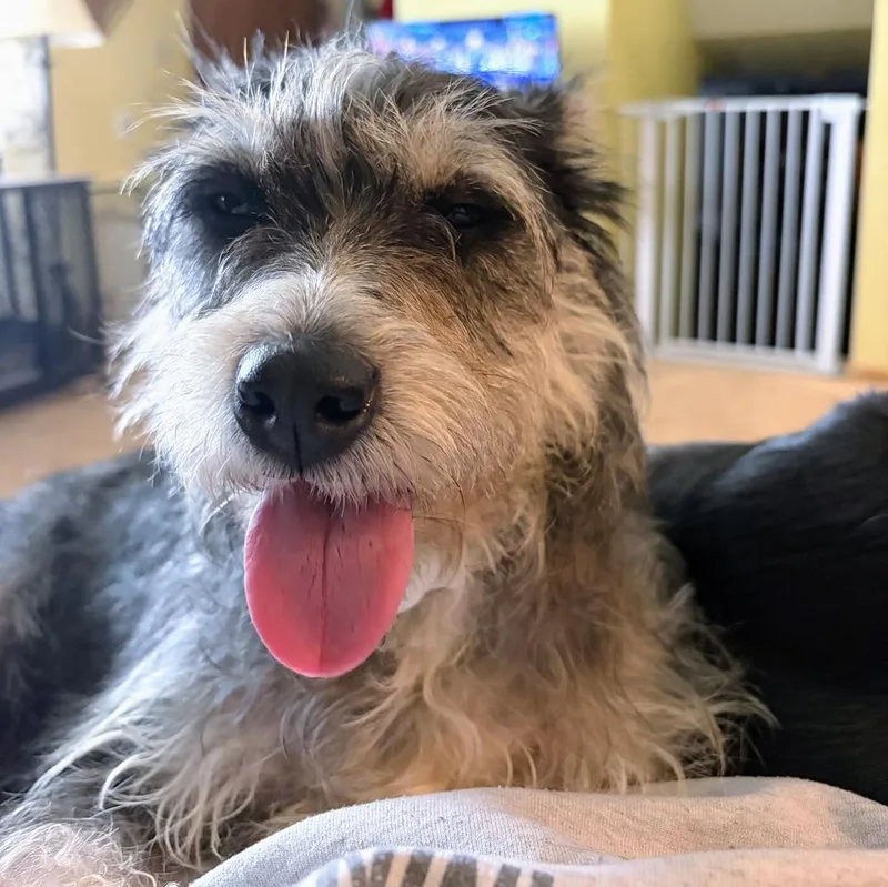 Clarabelle thumbnail 4