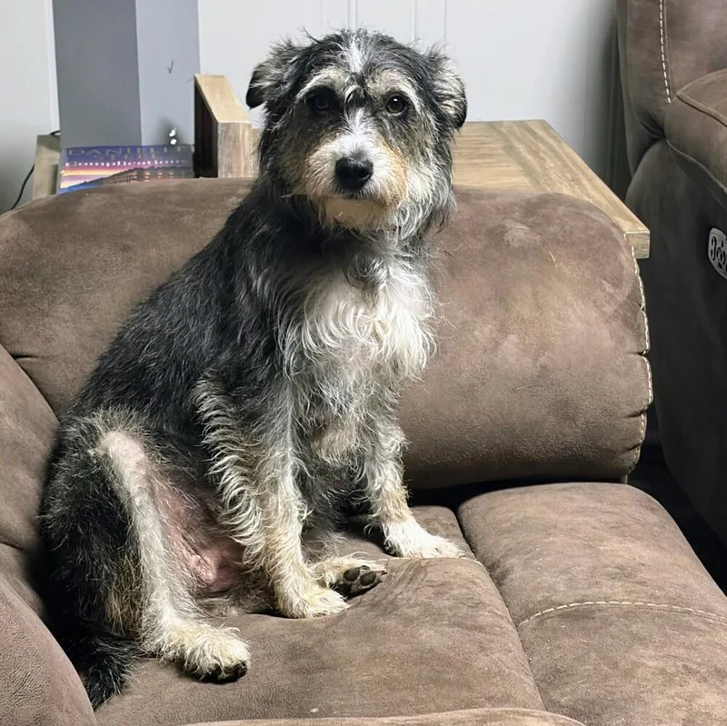 Clarabelle thumbnail 5