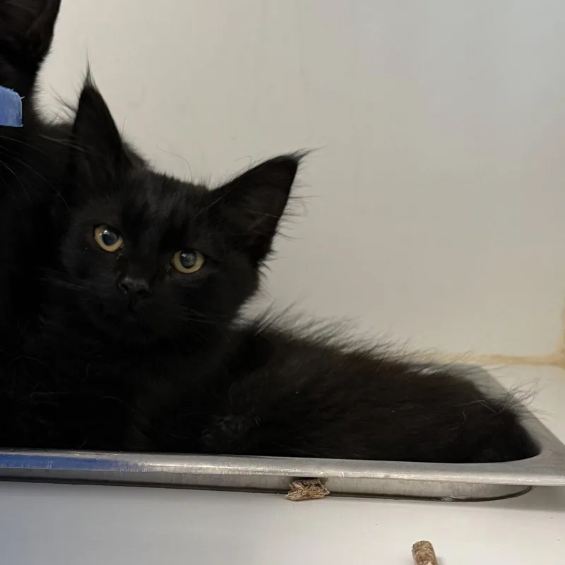 A baby small-sized male Black Domestic Short Hair cat named Pecan for adoption in Oakland, CA