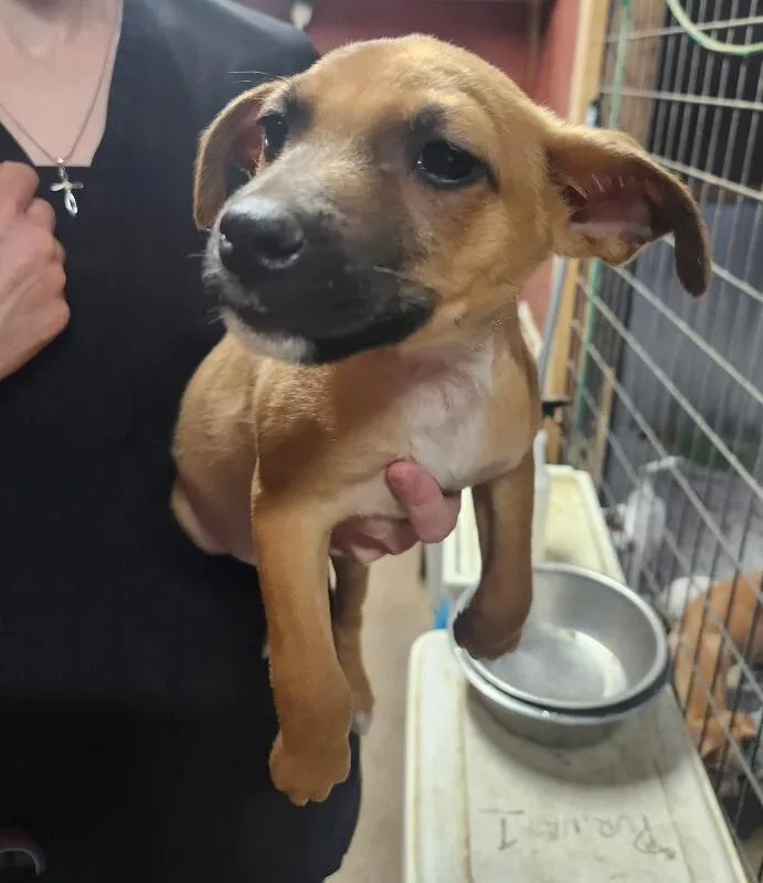 A baby small-sized male Chihuahua dog named Sunny for adoption in Windsor, CO