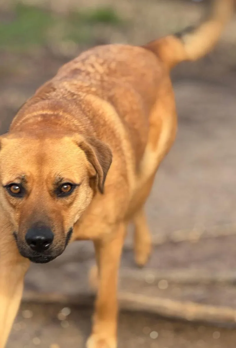 An adult medium-sized female Mixed Breed dog named Stevie for adoption in Memphis, TN