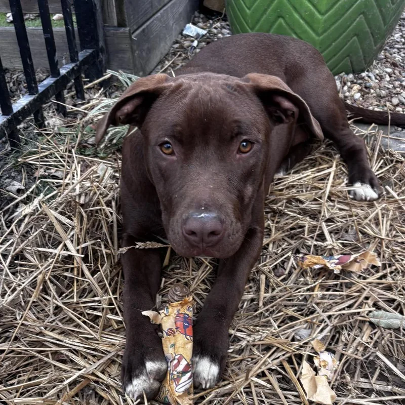 A young large-sized female Brown / Chocolate Labrador Retriever dog named Dolly for adoption in Nashville, TN
