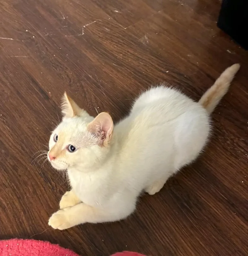 A baby medium-sized male Domestic Short Hair cat named Chandler for adoption in Reno, NV