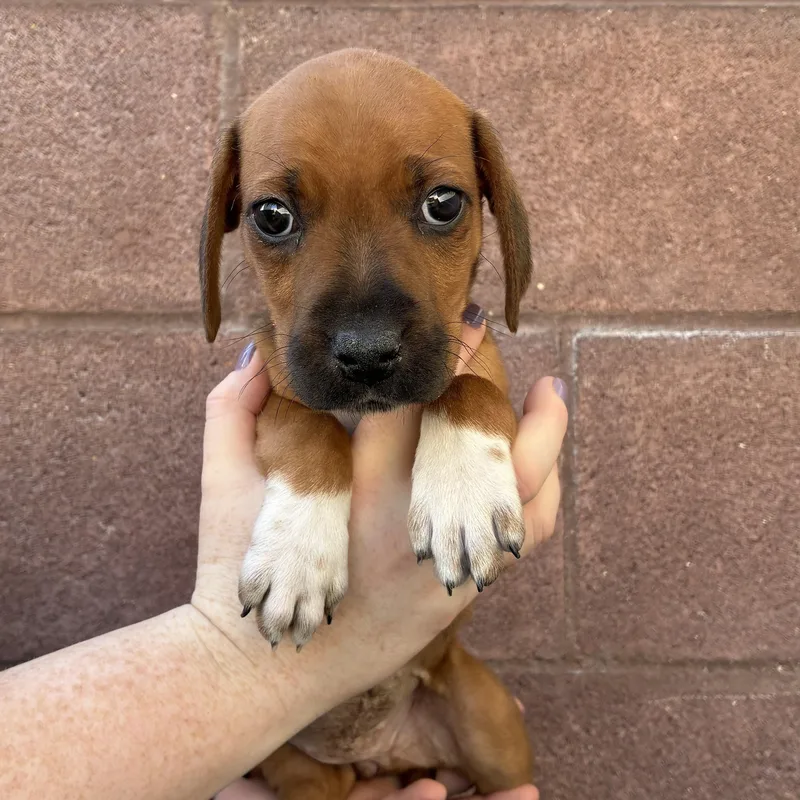 A baby medium-sized female Mixed Breed dog named Cow for adoption in Henderson, NV