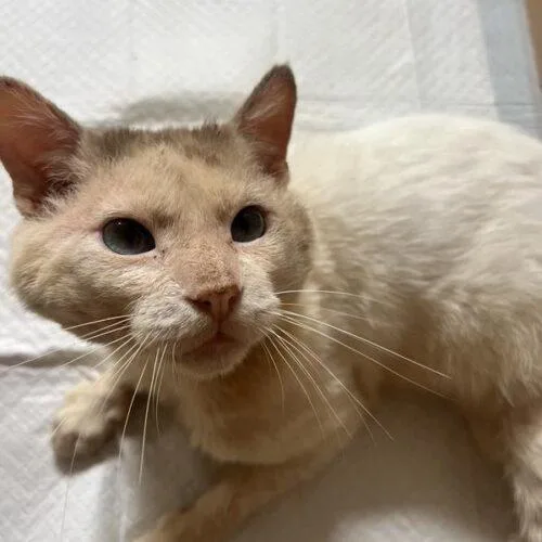 An adult medium-sized male Flame Point Siamese cat named Rufus for adoption in Tampa, FL