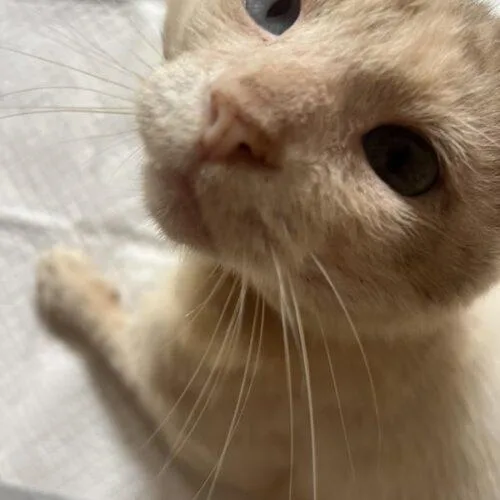 Rufus thumbnail 4