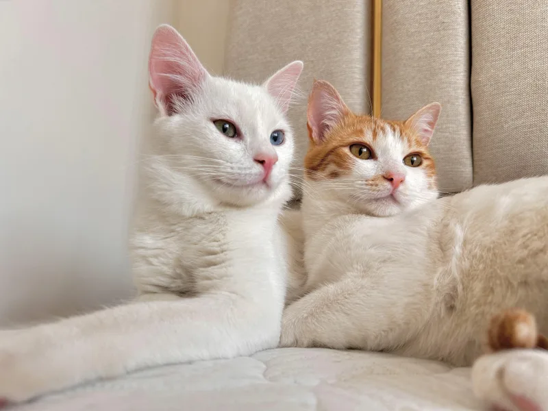 Iris And Ollie  thumbnail 2