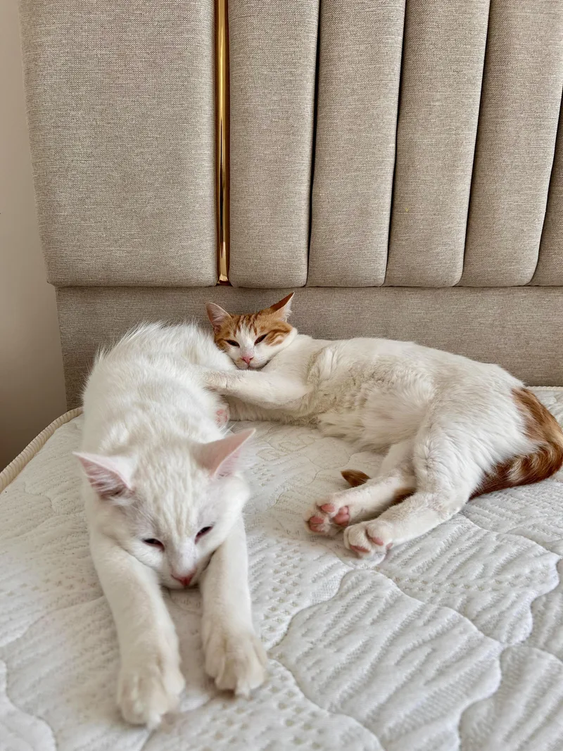 Iris And Ollie  thumbnail 3