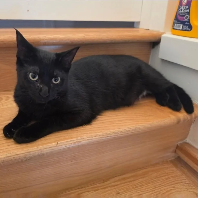 A baby medium-sized male Black Domestic Short Hair cat named Xing for adoption in Chicago, IL