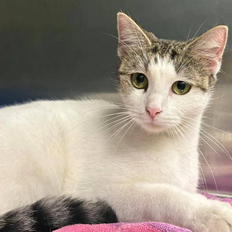 A young medium-sized female Brown / Chocolate Domestic Short Hair cat named S'Mores for adoption in East Hanover, NJ