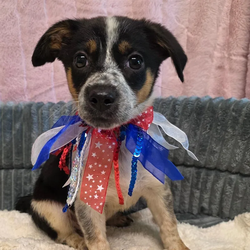 A baby small-sized female Tricolor (Brown, Black, & White) Rat Terrier dog named Tara for adoption in Wiggins, MS