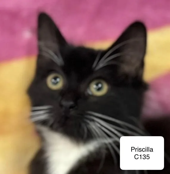 A baby medium-sized female Black Domestic Long Hair cat named Priscila for adoption in Morganton, NC
