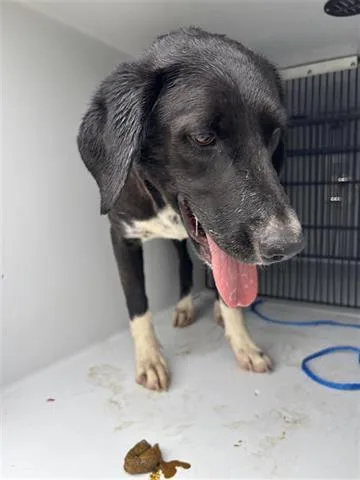 An adult large-sized female Flat-Coated Retriever dog named A for adoption in Houston, TX