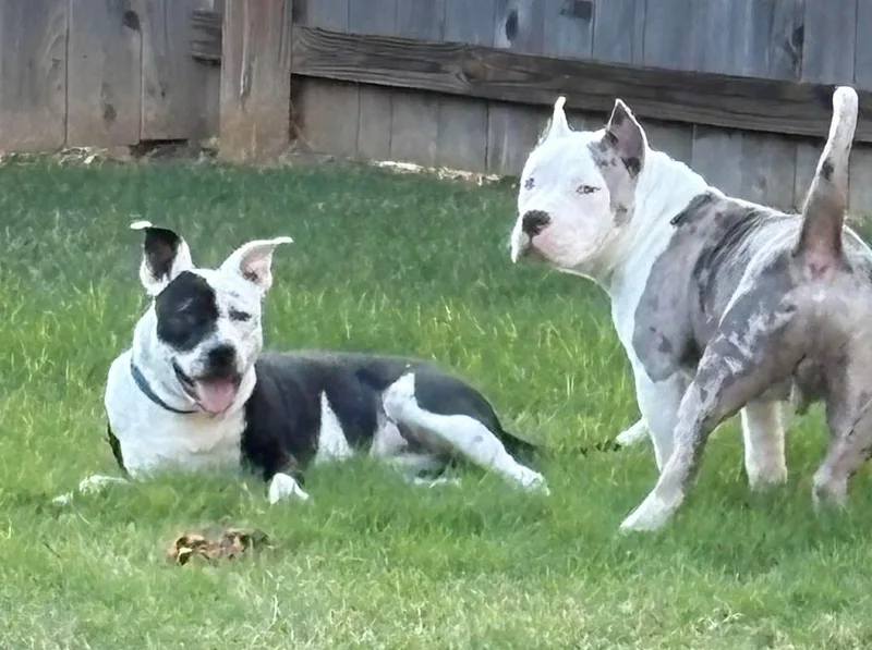 Savannah thumbnail 2