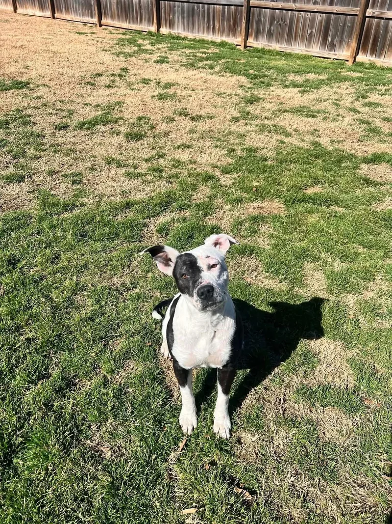 Savannah thumbnail 3