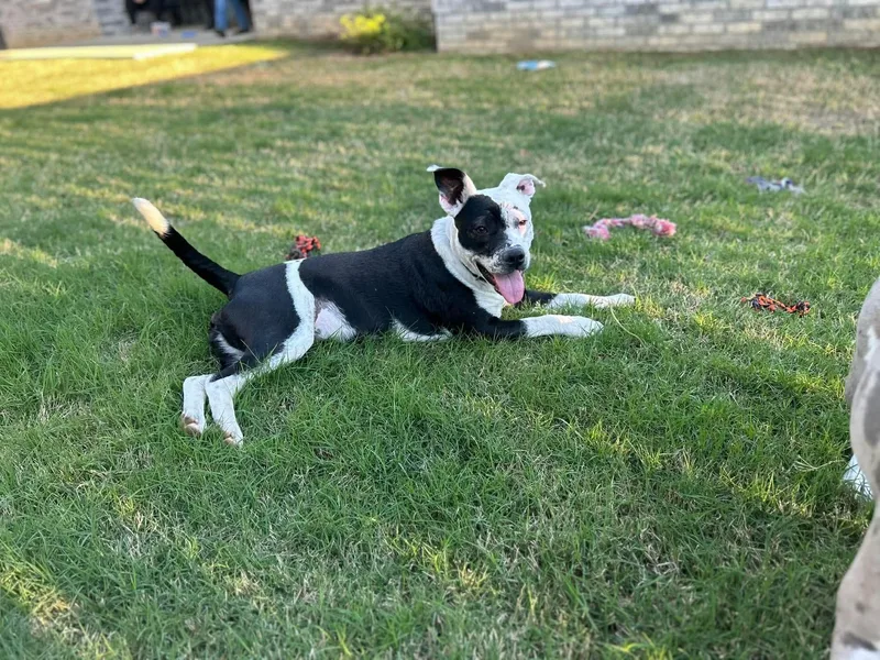 Savannah thumbnail 4