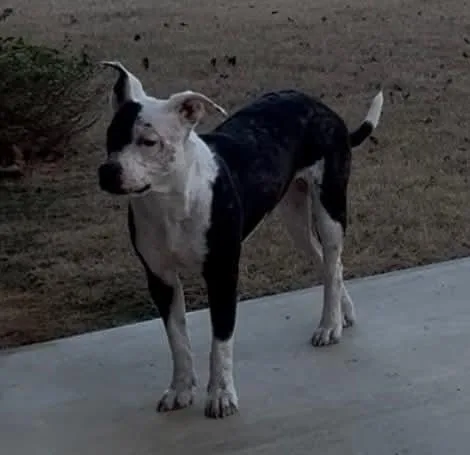 Savannah thumbnail 5