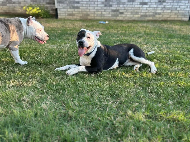 Savannah thumbnail 6