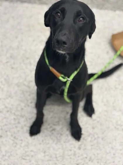 An adult large-sized male Mixed Breed dog named Emilio for adoption in Atlanta, GA
