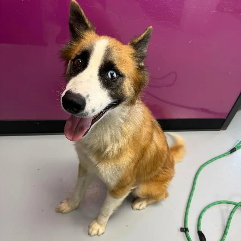 A young medium-sized male Yellow / Tan / Blond / Fawn Husky dog named Zen for adoption in Ponca City, OK