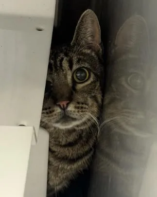 An adult small-sized male Domestic Short Hair cat named Tom for adoption in Santa Maria, CA