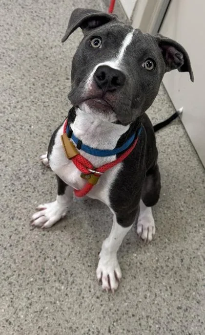 A baby medium-sized male Pit Bull Terrier dog named Donny for adoption in Fishers, IN