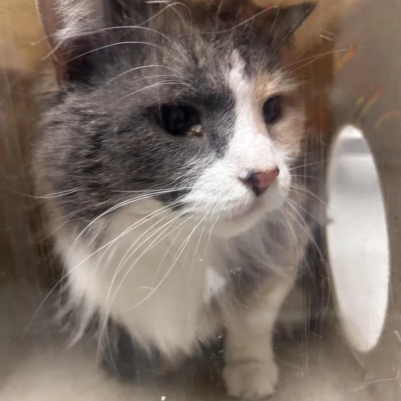 A senior medium-sized female Calico Domestic Long Hair cat named Meow Meow for adoption in Philadelphia, PA