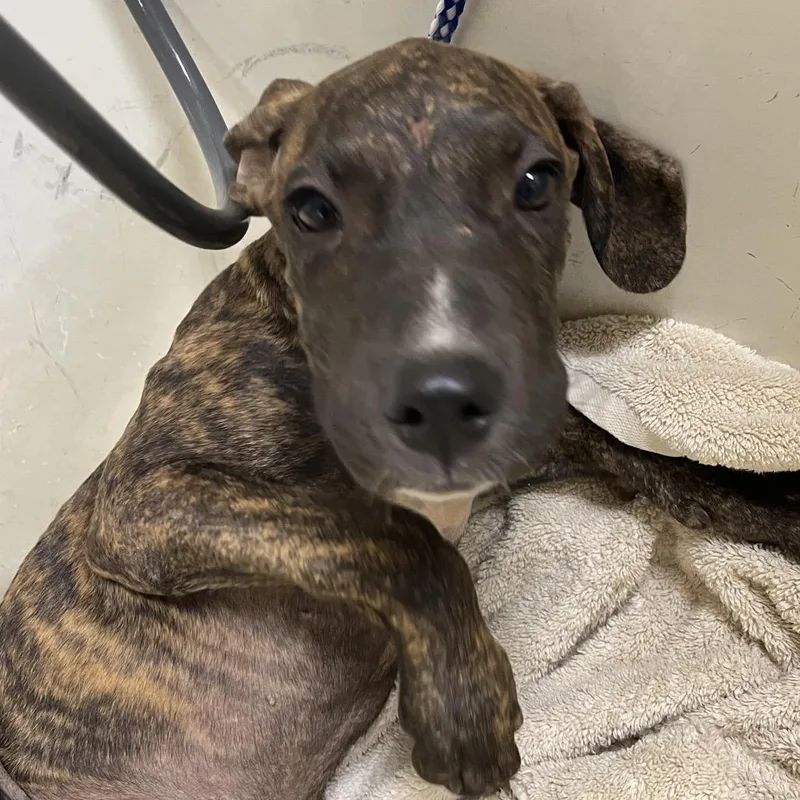 A baby large-sized male Cane Corso dog named Dipper for adoption in Palestine, TX