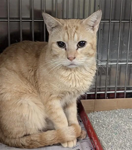 A young medium-sized male Domestic Short Hair cat named Saturn for adoption in Olivette, MO