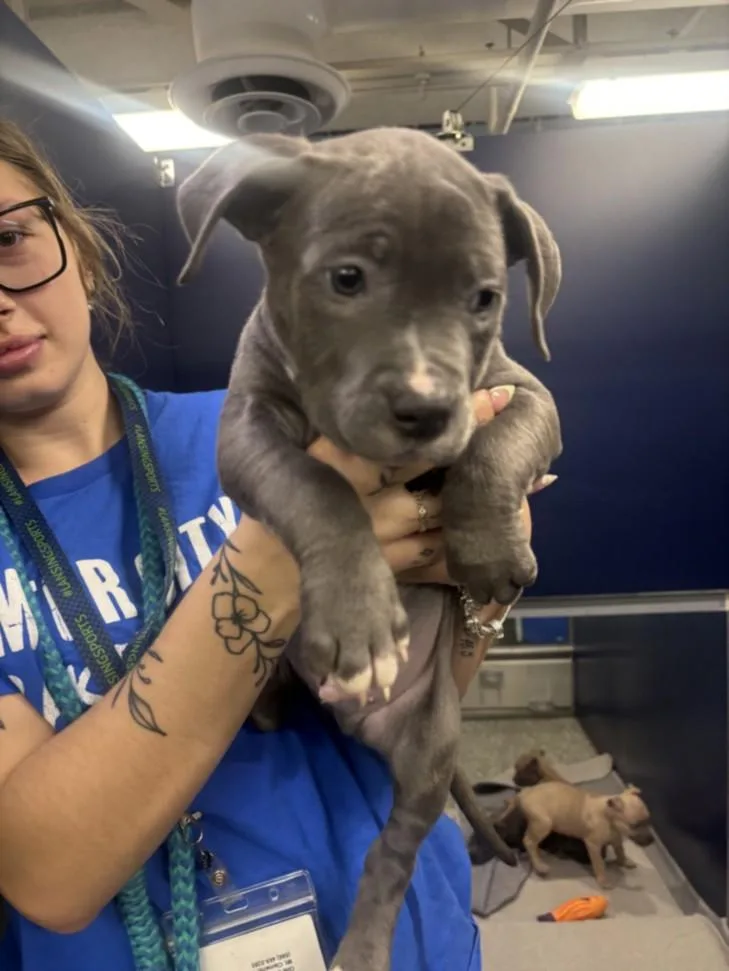 A baby small-sized male Pit Bull Terrier dog named Pico for adoption in Clinton Township, MI