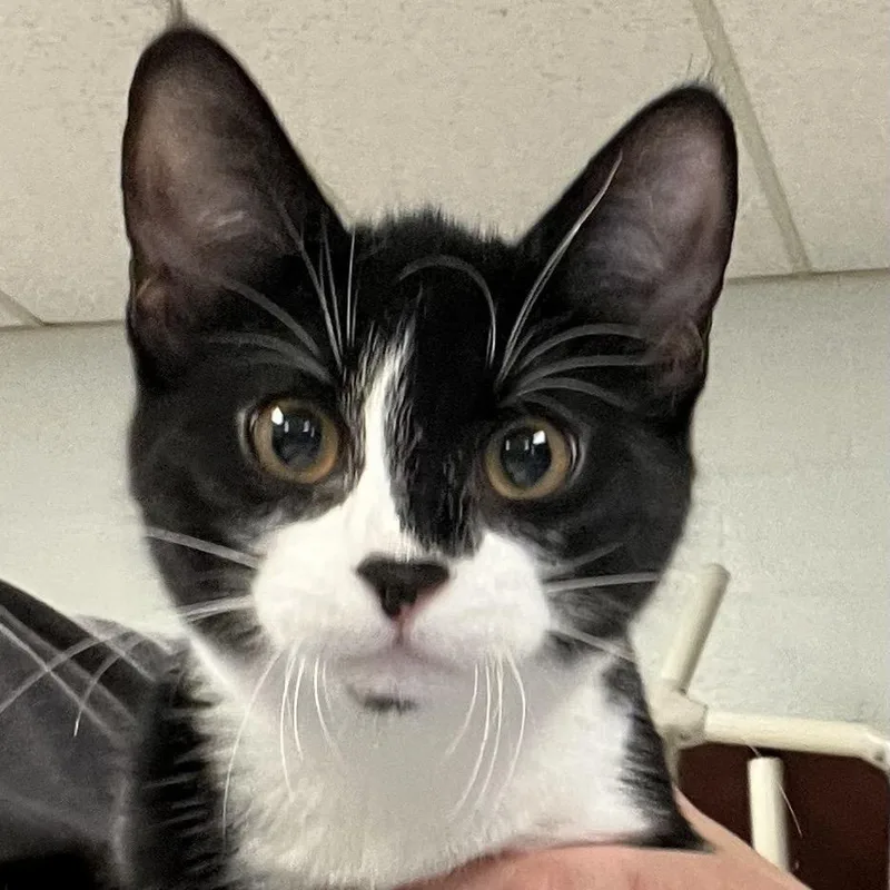 A baby small-sized female Black Domestic Short Hair cat named CoffeeC for adoption in East Saint Louis, IL