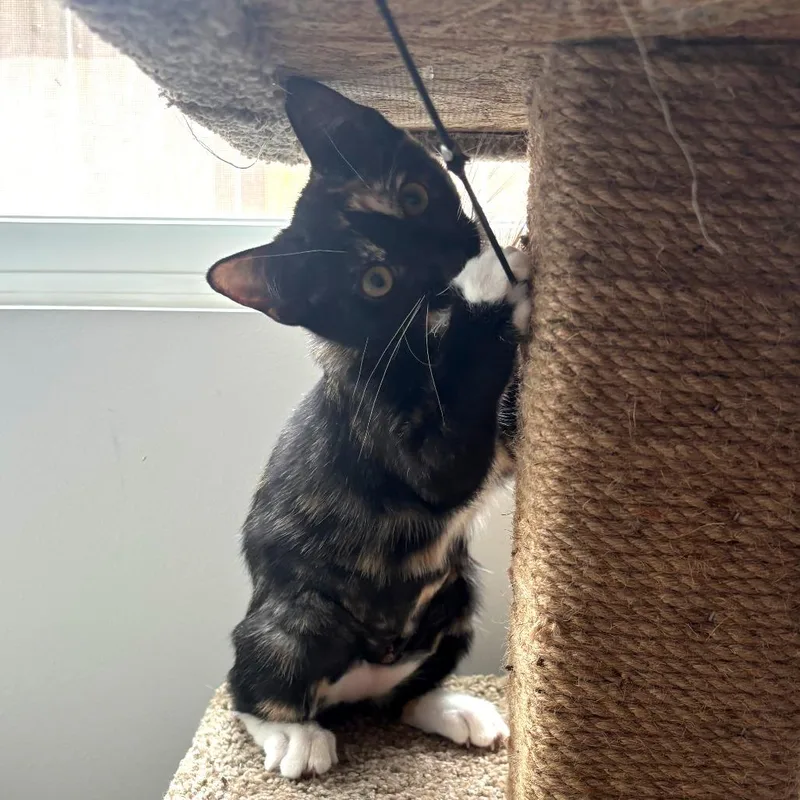 A baby small-sized female Calico Manx cat named Bobbi Jo for adoption in Wichita, KS