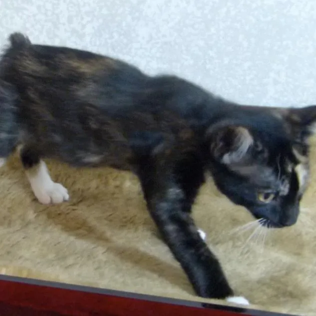 Bobbi Jo thumbnail 6