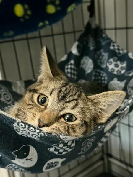 A baby medium-sized male Tabby (Brown / Chocolate) Domestic Short Hair cat named Oatley for adoption in BUTLER, PA