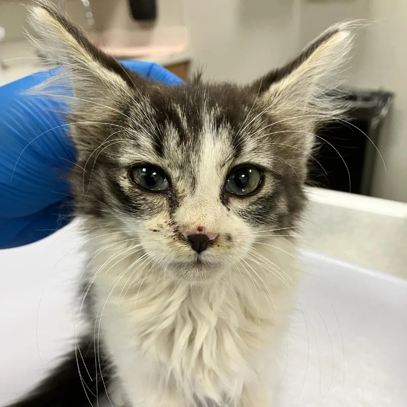 A baby small-sized female Gray / Blue / Silver Domestic Medium Hair cat named Phoebe for adoption in Las Cruces, NM