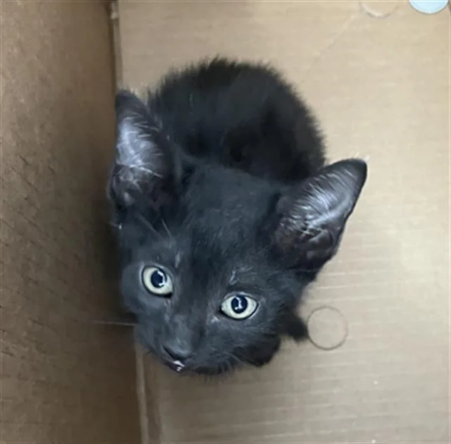 A baby medium-sized male Domestic Short Hair cat named Rango for adoption in Dallas, TX