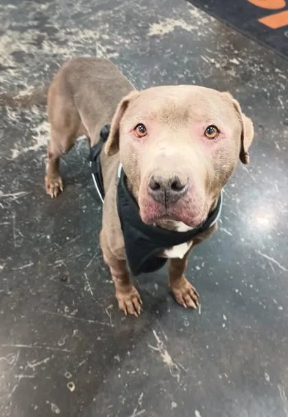 An adult large-sized male Mixed Breed dog named Buddha for adoption in Cincinnati, OH