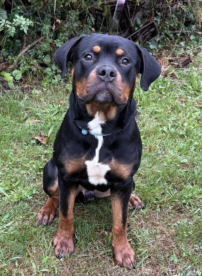 A young medium-sized male Rottweiler dog named Rokkie for adoption in Spring Lake, NJ
