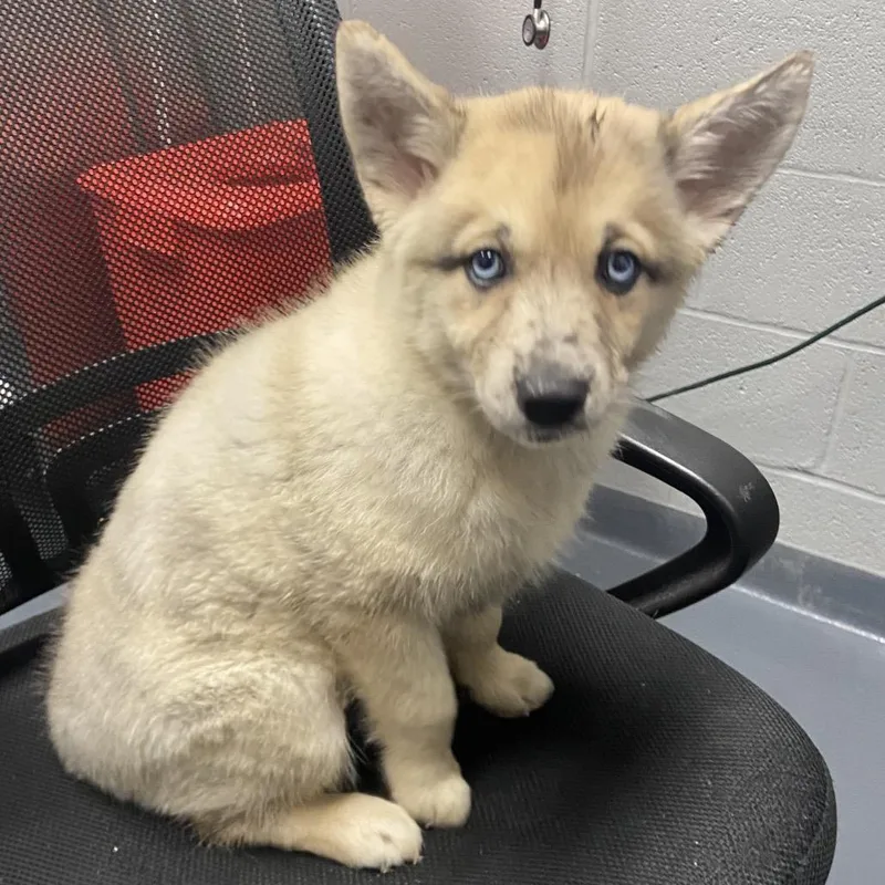 A baby small-sized male White / Cream Mixed Breed dog named McFluff for adoption in Allentown, PA